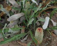 Banksia petiolaris