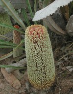 Banksia petiolaris