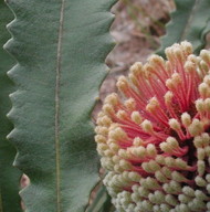 Banksia petiolaris