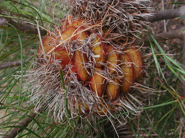 Banksia sphaerocarpa