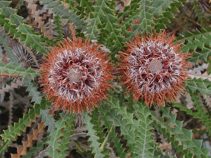 Banksia candolleana