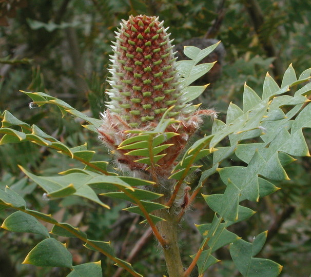 Banksia baxteri