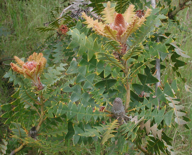 Banksia baxteri