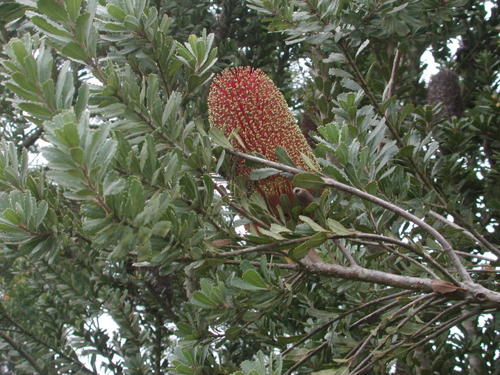 Banksia praemorsa