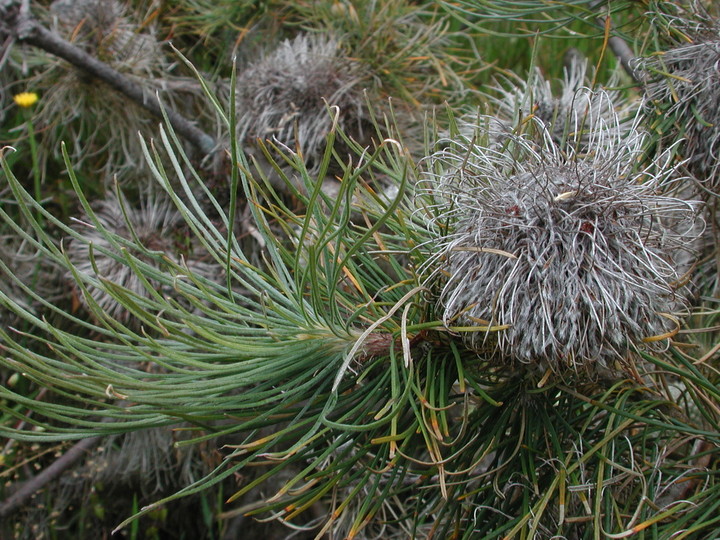 Banksia lanata