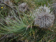 Banksia lanata