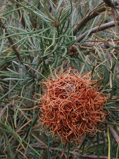 Banksia lanata