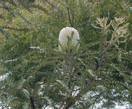 Banksia speciosa