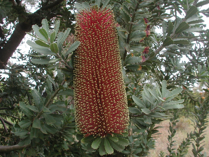 Banksia praemorsa