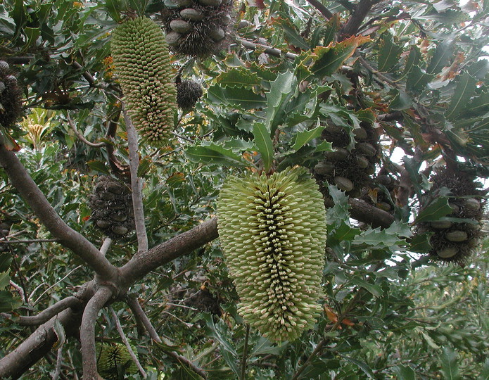 Banksia lemanniana