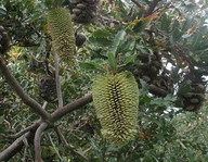 Banksia lemanniana