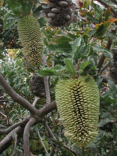 Banksia lemanniana