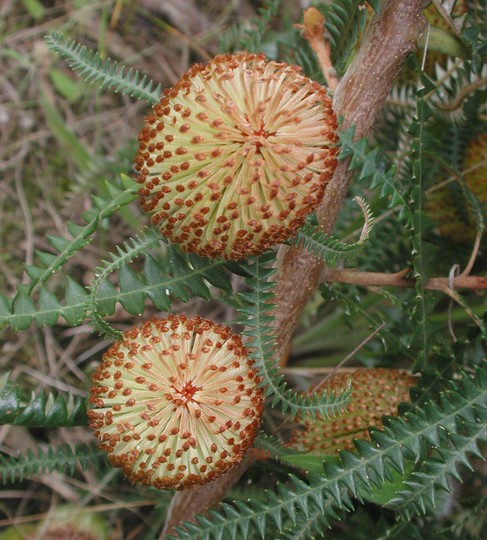 Banksia dryandroides