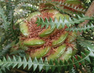 Banksia dryandroides