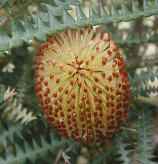 Banksia dryandroides