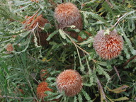 Banksia baueri