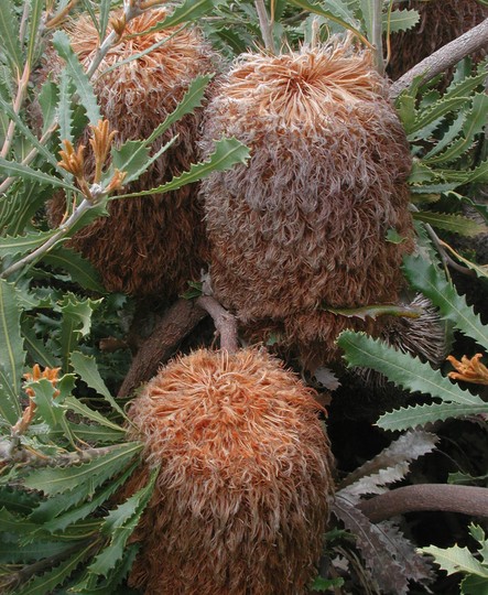 Banksia baueri