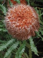 Banksia baueri