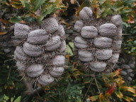 Banksia lemanniana