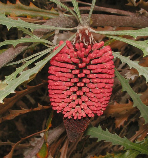 Banksia caleyi