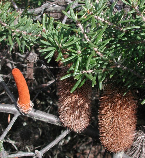 Banksia marginata