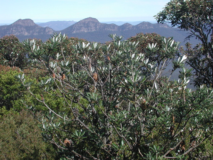 Banksia saxicola