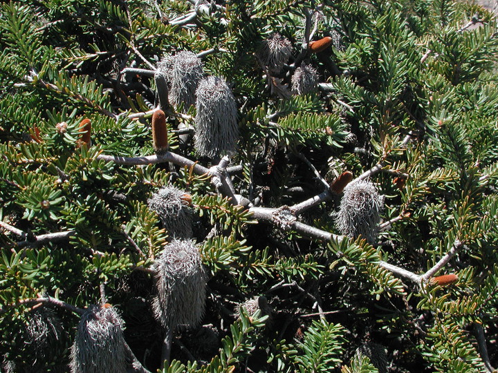 Banksia marginata