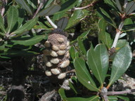 Banksia saxicola