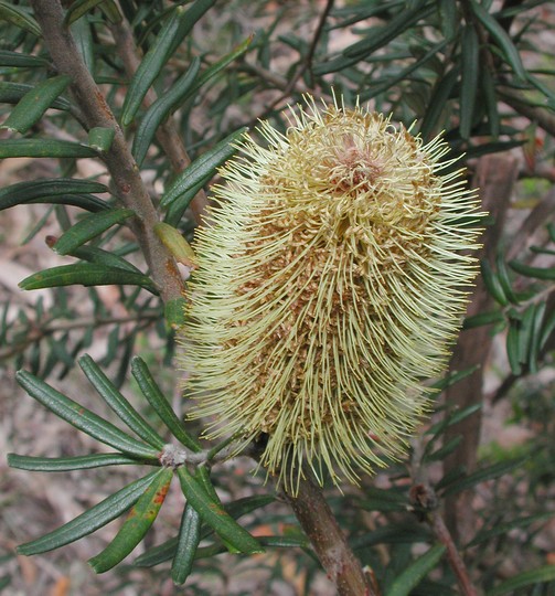 Banksia marginata