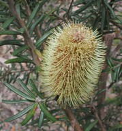 Banksia marginata