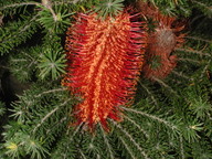 Banksia ericifolia?