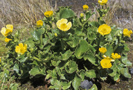 Ranunculus insignis