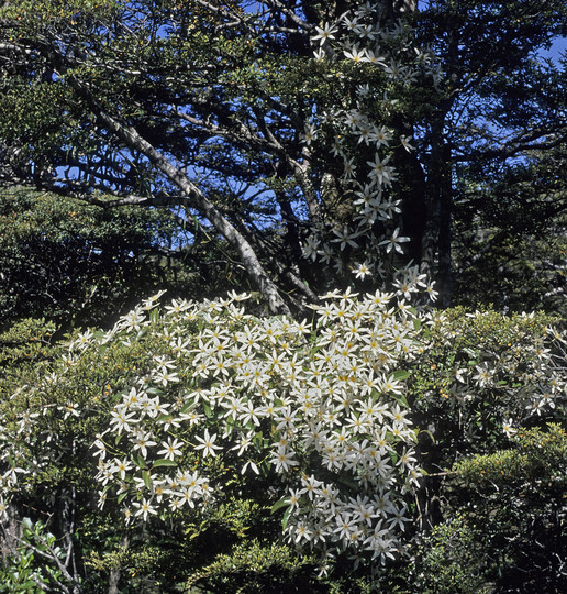 Clematis paniculata