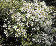 Clematis paniculata