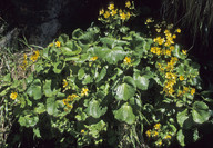 Ranunculus insignis
