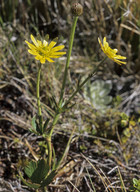 Ranunculus verticillatus