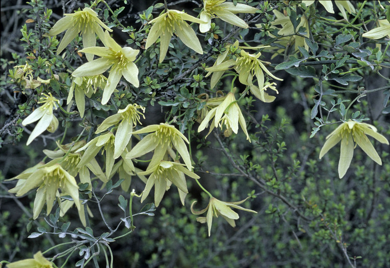 Clematis sp.