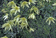 Clematis sp.