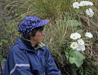 Ranunculus lyallii