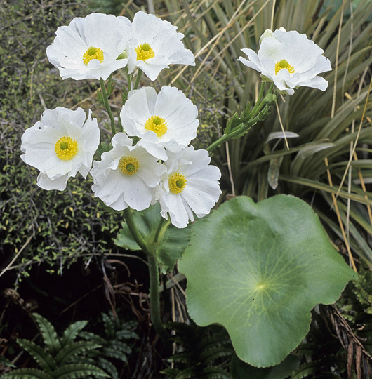 Ranunculus lyallii