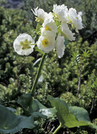 Ranunculus lyallii