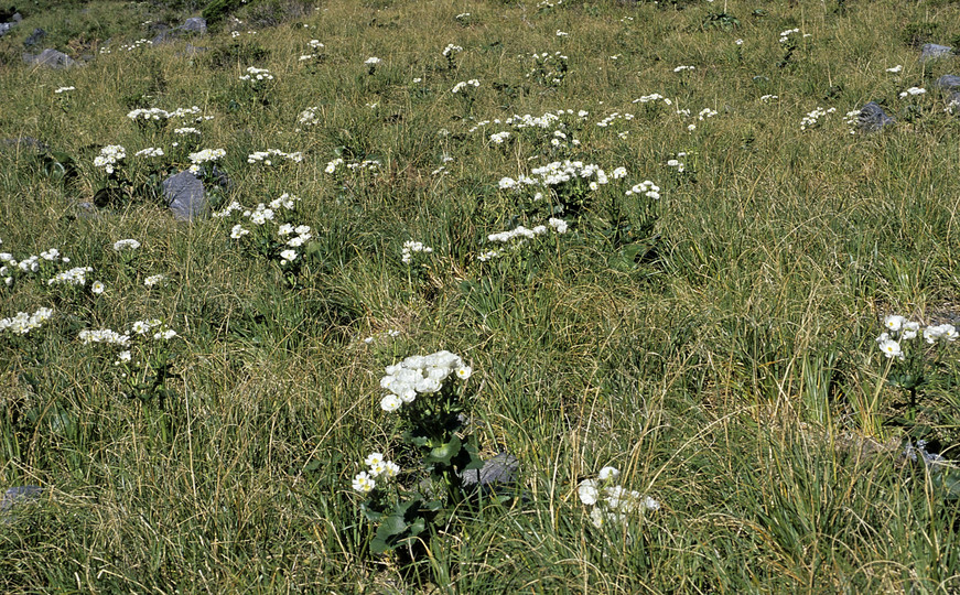 Ranunculus lyallii