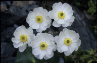 Ranunculus lyallii