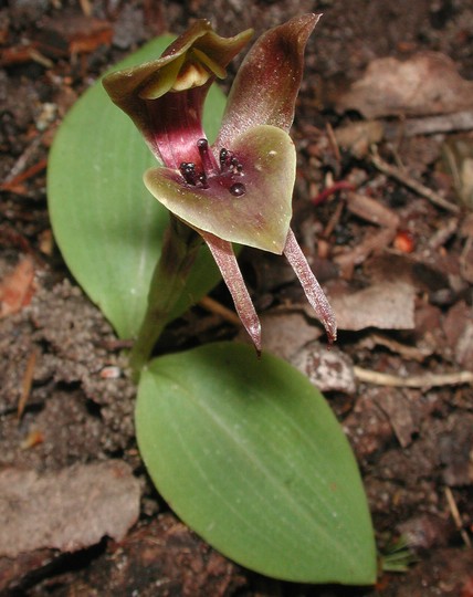 Chiloglottis valida