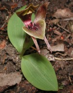 Chiloglottis valida