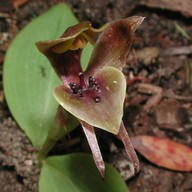 Chiloglottis valida