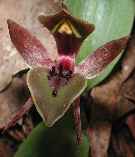 Chiloglottis valida