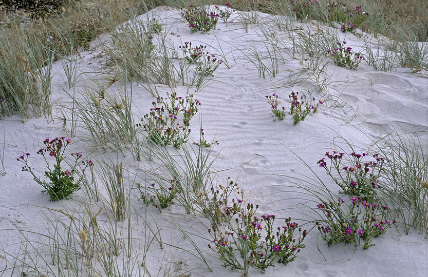 Senecio elegans