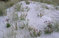 Senecio elegans