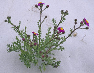 Senecio elegans